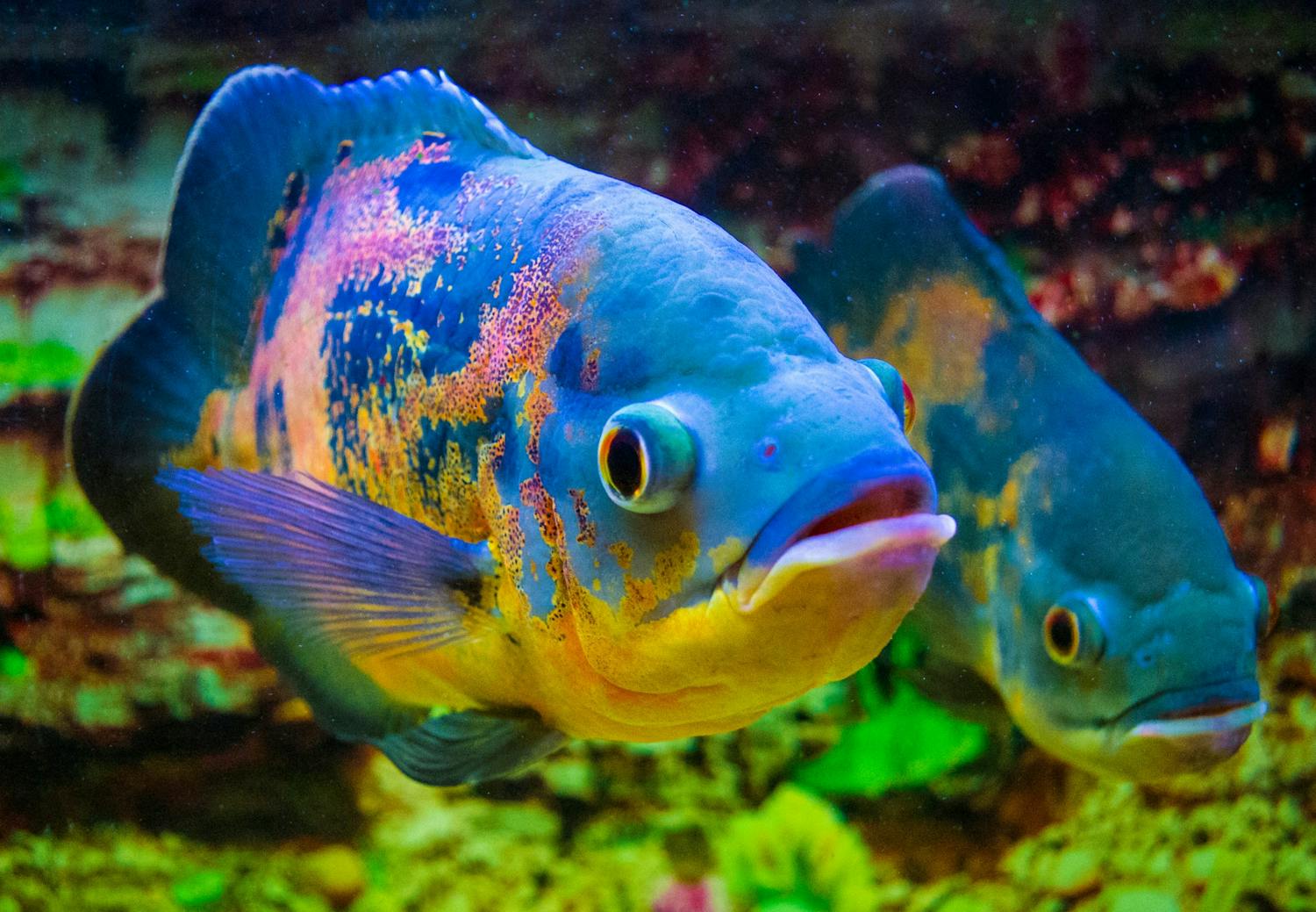 Akvariefisk